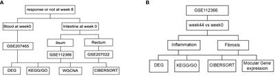 Identifying hub genes in response to ustekinumab and the impact of ustekinumab treatment on fibrosis in Crohn’s disease